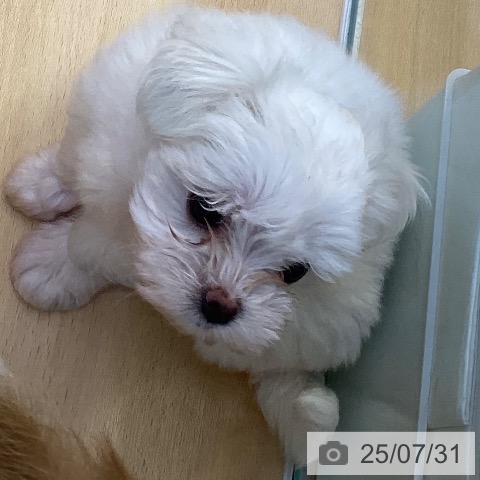 マルチーズの写真