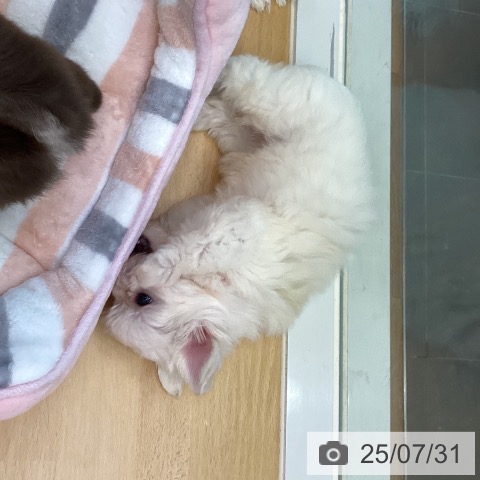 マルチーズの写真