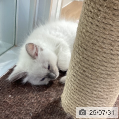 ラグドールの写真