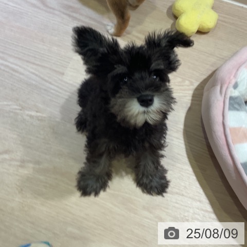 ミニチュア・シュナウザーの写真
