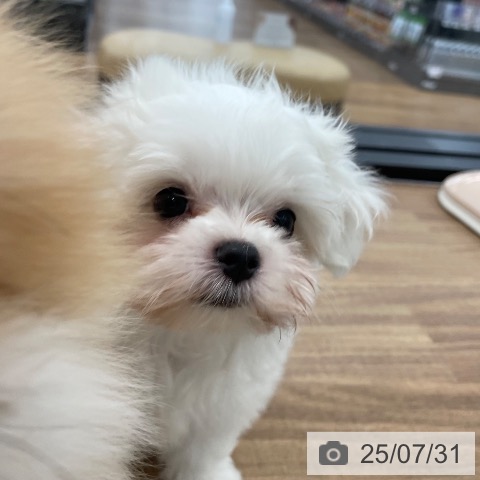 マルチーズの写真