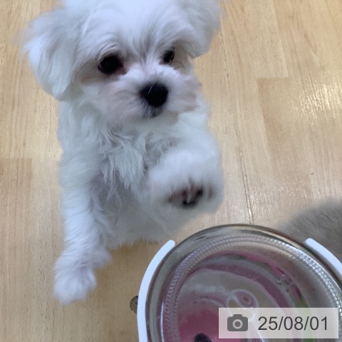 マルチーズの写真