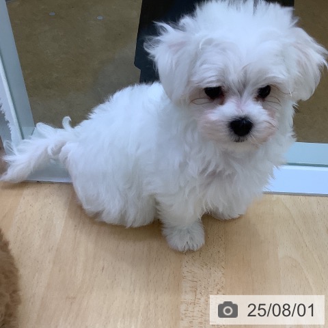 マルチーズの写真