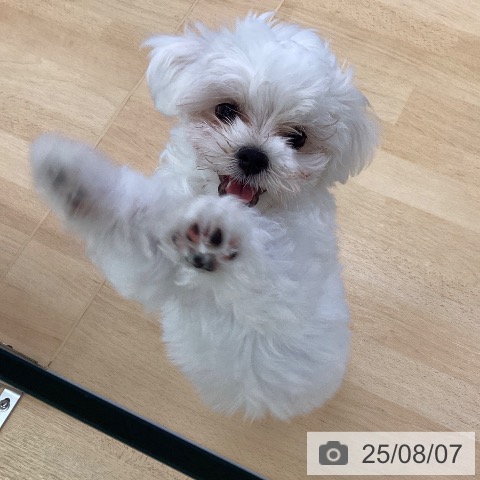 マルチーズの写真