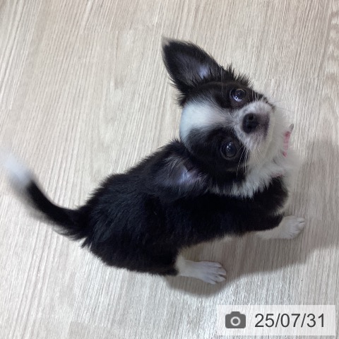 チワワの写真
