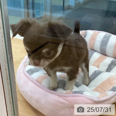 チワワの写真