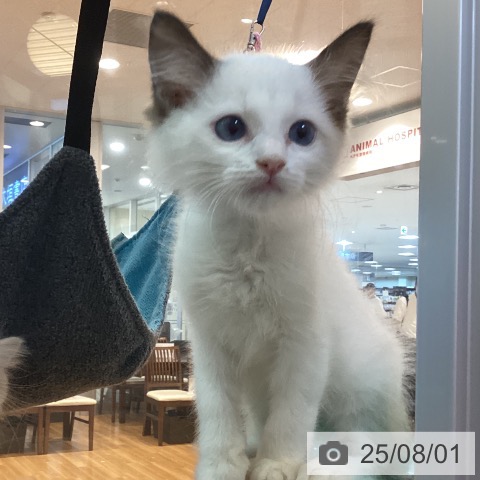 ラグドールの写真