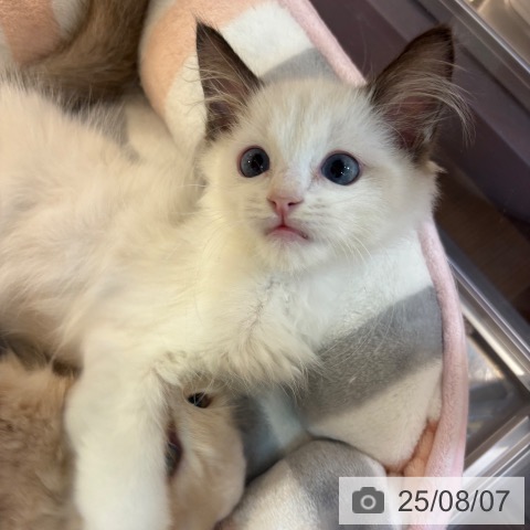ラグドールの写真