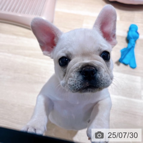 フレンチ・ブルドッグの写真