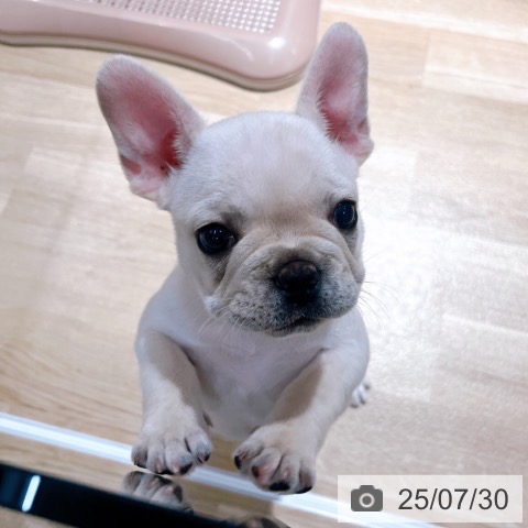 フレンチ・ブルドッグの写真