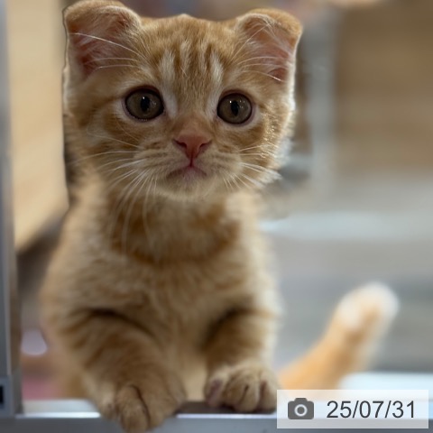 スコティッシュフォールドの写真