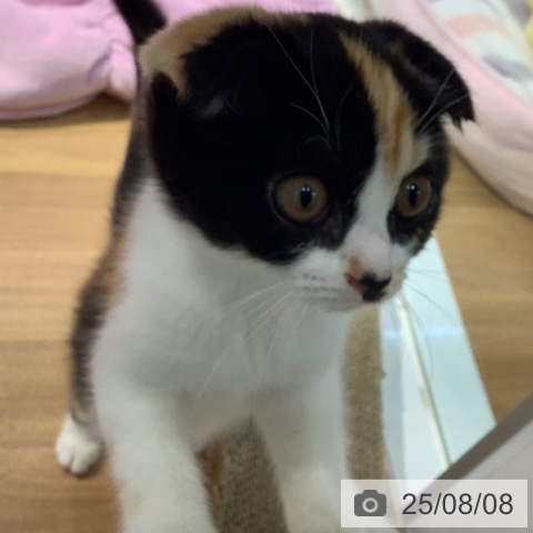 スコティッシュフォールドの写真