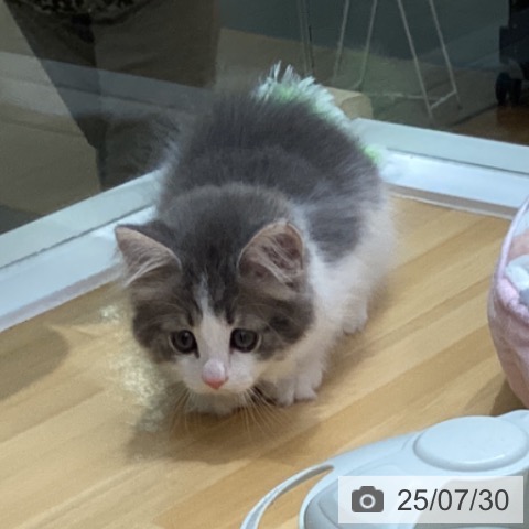 ノルウェージャンフォレストキャットの写真