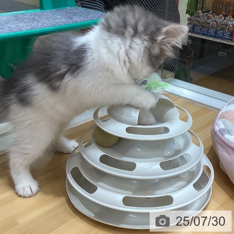 ノルウェージャンフォレストキャットの写真