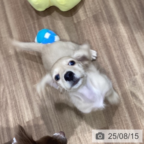 ミニチュア・ダックスフンドの写真