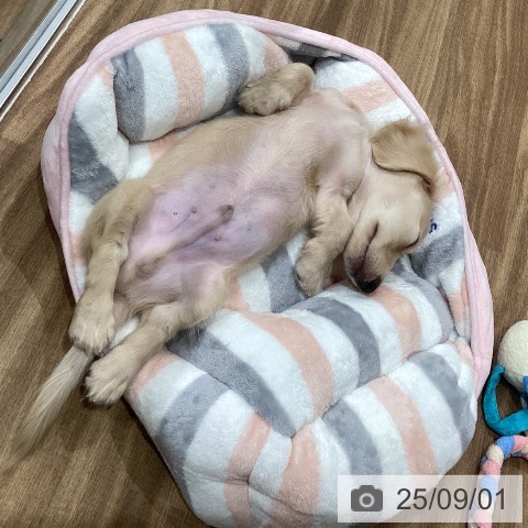 ミニチュア・ダックスフンドの写真