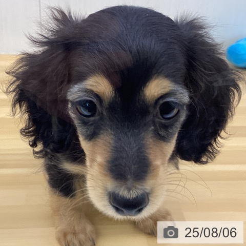 ミニチュア・ダックスフンドの写真
