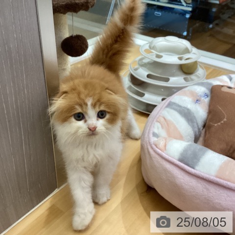 スコティッシュフォールドの写真