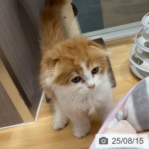 スコティッシュフォールドの写真
