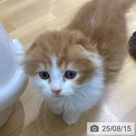 スコティッシュフォールドの写真