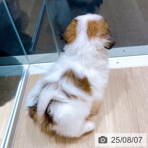 シー・ズーの写真