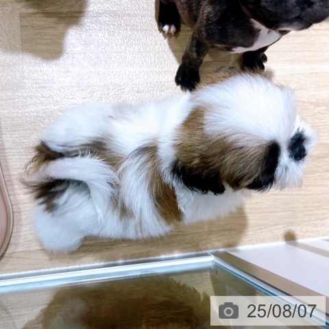 シー・ズーの写真