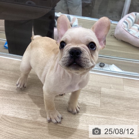 フレンチ・ブルドッグの写真