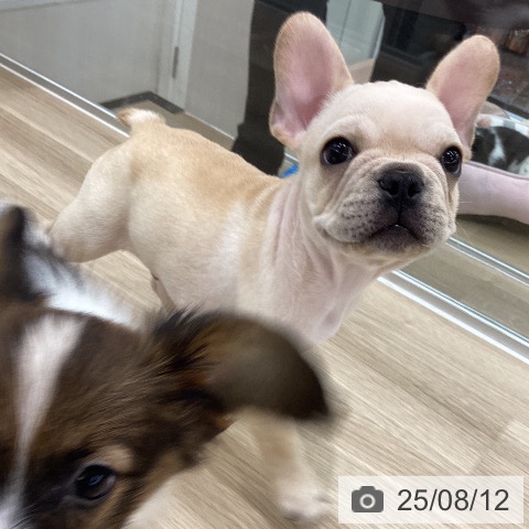 フレンチ・ブルドッグの写真