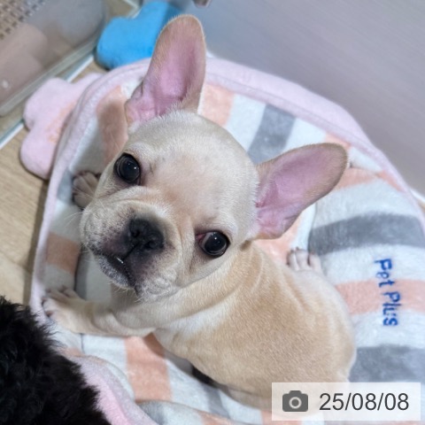 フレンチ・ブルドッグの写真