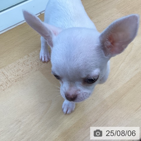 チワワの写真