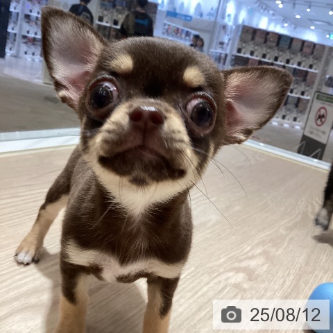 チワワの写真