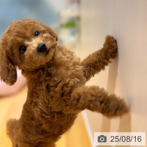トイ・プードルの写真