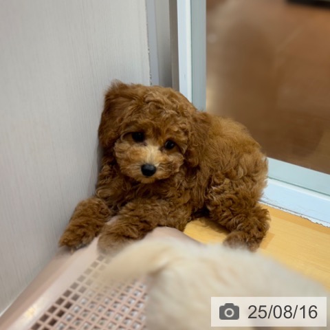 トイ・プードルの写真