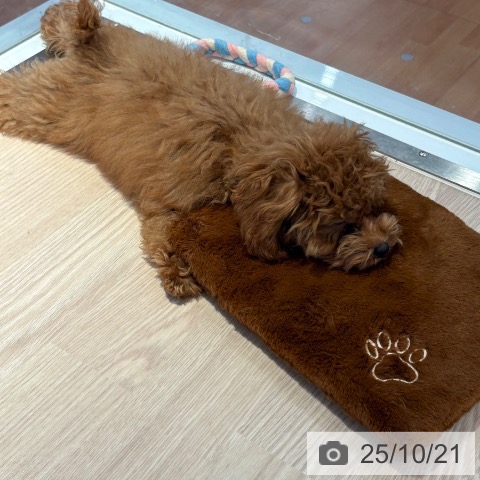 トイ・プードルの写真