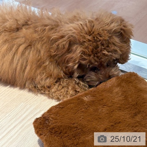 トイ・プードルの写真