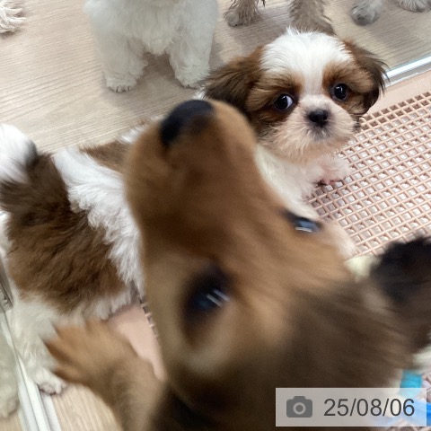 シー・ズーの写真