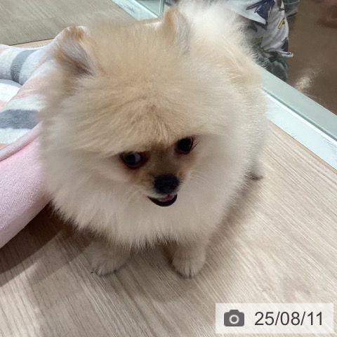 ポメラニアンの写真