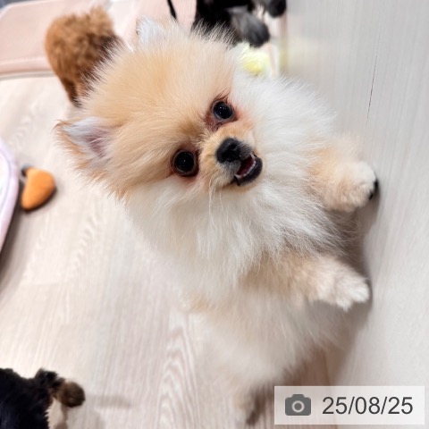 ポメラニアンの写真
