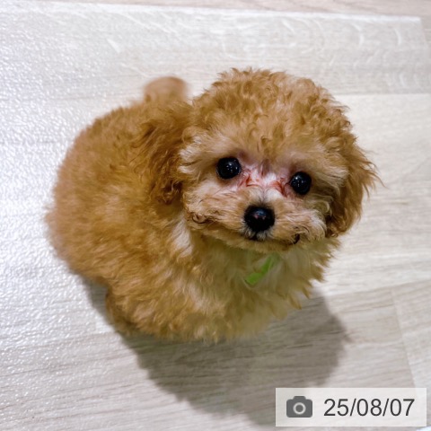 トイ・プードルの写真