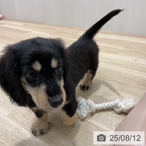 ミニチュア・ダックスフンドの写真