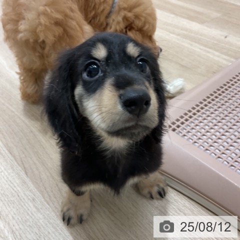 ミニチュア・ダックスフンドの写真