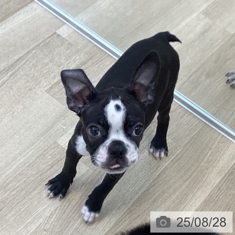 ボストン・テリアの写真