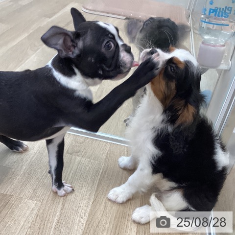 ボストン・テリアの写真