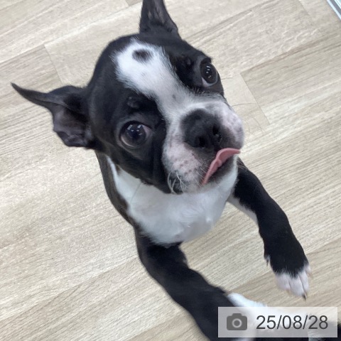 ボストン・テリアの写真