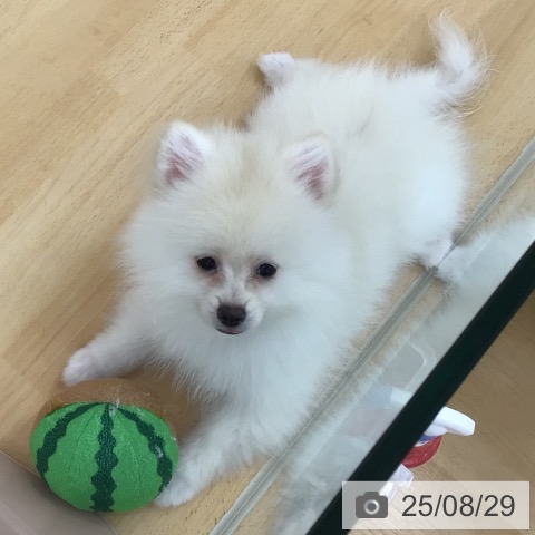 ポメラニアンの写真