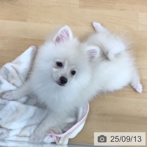 ポメラニアンの写真