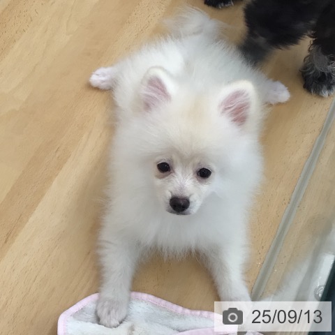 ポメラニアンの写真