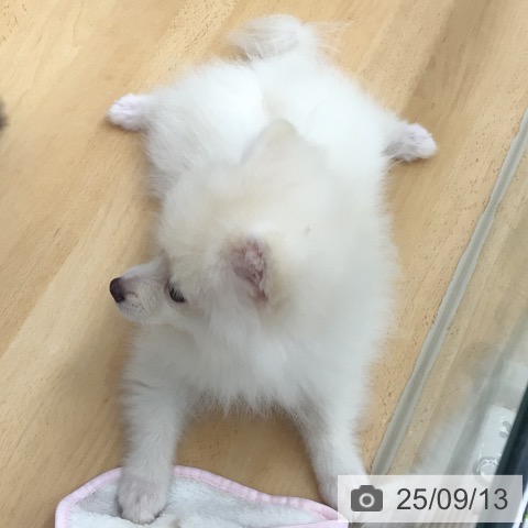 ポメラニアンの写真