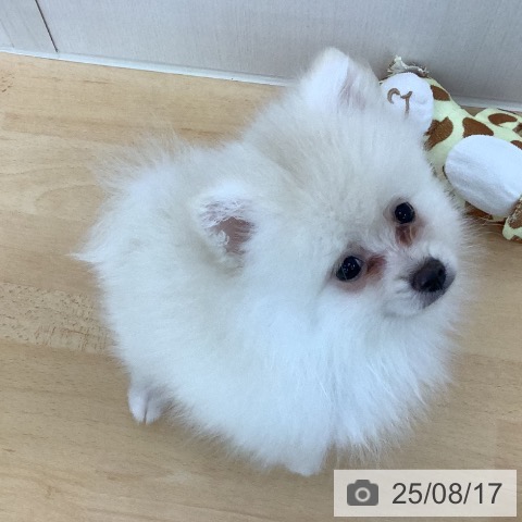ポメラニアンの写真