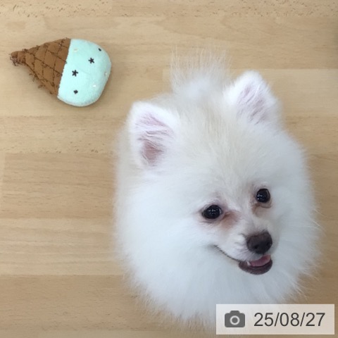 ポメラニアンの写真